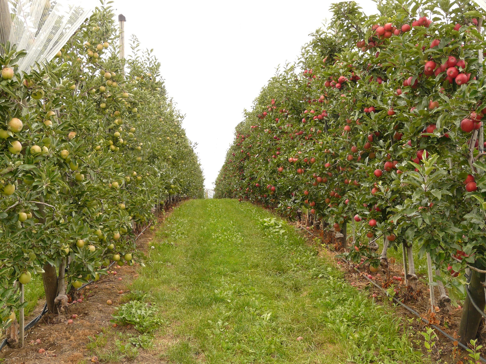 Orchards